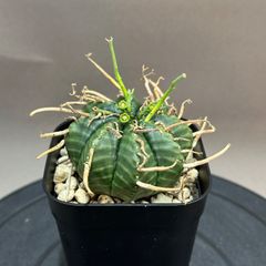 ユーフォルビアバリダ 木質化 綴化 鉢3号サイズ - メルカリ