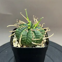 2026年最新】ユーフォルビア バリダの人気アイテム - メルカリ