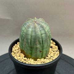 パ*コ様 B18515★オークション★ 超巨大15cm株！ユーフォルビア オベサ パ*コ様 B18515☆オークション☆ 超巨大15cm株！ユーフォルビア オベサ