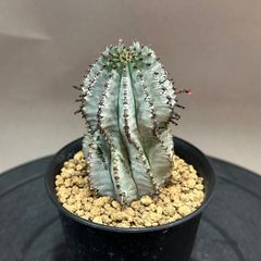 Agave titanota oteroi 'South Africa Diamond' SAD アガベ チタノタ