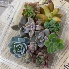 多肉植物　カット苗　寄せ植え　詰め合わせ