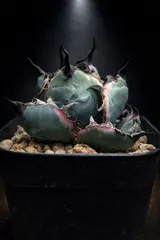 2026年最新】アガベ ブラック&ブルー 錦の人気アイテム - メルカリ