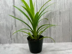 【ダイヤ様専用】パンダンリーフ ポット苗 / 2個セット