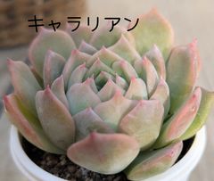フィレンツェ 多肉植物 韓国苗 A133 - メルカリ