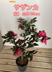 1点のみ 洋種椿 ハイジンクス 開花株 盆栽苗 椿苗 - メルカリ