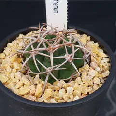 2026年最新】王冠竜の人気アイテム - メルカリ