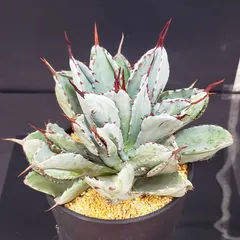 2026年最新】アガベ キュービック錦の人気アイテム - メルカリ