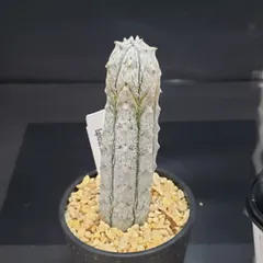 2026年最新】アブデルクリの人気アイテム - メルカリ