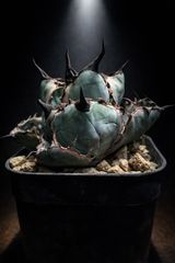 エボリスピナ【発根済】【ramat】【作家鉢】【現地球】 - メルカリ