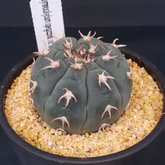 2026年最新】王冠竜の人気アイテム - メルカリ