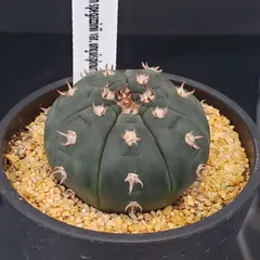 2026年最新】王冠竜の人気アイテム - メルカリ