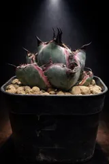 2026年最新】アガベ ブルーボールの人気アイテム - メルカリ