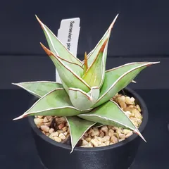 2026年最新】サンスベリア ピングイキュラの人気アイテム - メルカリ