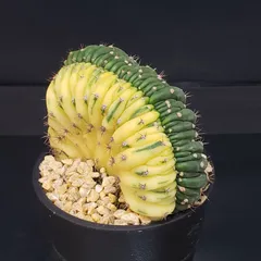 2026年最新】綴化サボテンの人気アイテム - メルカリ