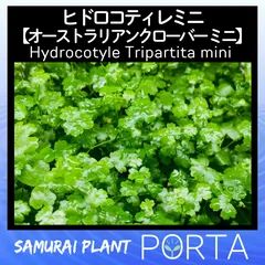 オーストラリアンクローバー ミニ ヒドロコティレ ミニ水草（無農薬）10本程度 水上葉のサムネイル