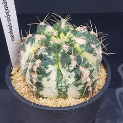 2026年最新】王冠竜の人気アイテム - メルカリ