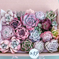 259 多肉植物寄せ植えセット