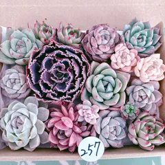 257 多肉植物寄せ植えセット