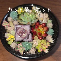 多肉植物　寄せ植え用　キッド　カット苗（虹の玉・星の王子・リトルビューティー・紅葉祭り・パープルドリーム・マックス・斑入りタイトゴメ・マジョール等）