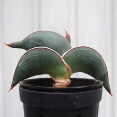 2026年最新】サンスベリア ロリダの人気アイテム - メルカリ