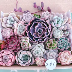 261 多肉植物寄せ植えセット