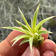 2026年最新】イオナンタ アルボの人気アイテム - メルカリ