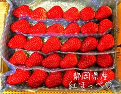 【大粒中粒】朝採り 紅ほっぺ  〜農家直送〜 いちご　苺