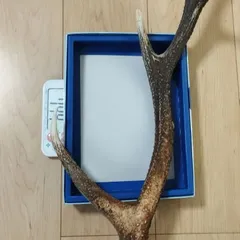 エゾ鹿 角 片角 58cm 744g|無漂白ナチュラル|北海道産|蝦夷鹿