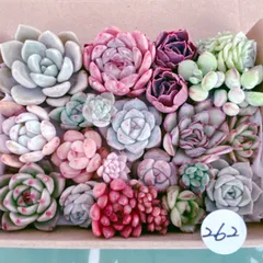 262 多肉植物寄せ植えセット
