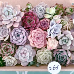 263 多肉植物寄せ植えセット