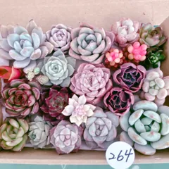 264 多肉植物寄せ植えセット