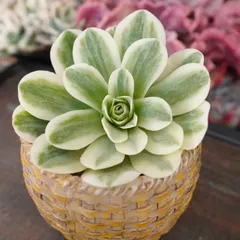 アエオニウム【グリーノビア錦 1】斑入り　韓国多肉　お買い得