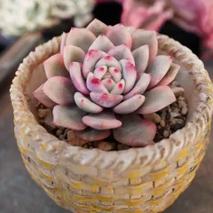 2026年最新】アリエル 多肉の人気アイテム - メルカリ