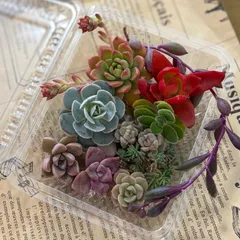 多肉植物　カット苗　寄せ植え　詰め合わせ