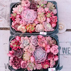 多肉植物 寄せ植用 2Packset♡B