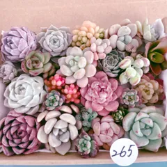265 多肉植物寄せ植えセット
