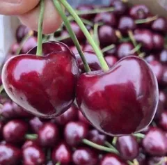 20セット限定‼️ニュージーランド産〜アメリカンチェリー　さくらんぼ　チェリー　箱込み1kg