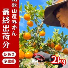 和歌山県産 みかん 2kg 減農薬 採れたて 農家直送【送料無料】