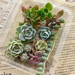 多肉植物　カット苗　寄せ植え　詰め合わせ