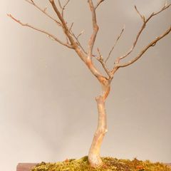 盆栽 真柏 素材2 (税込) - メルカリ