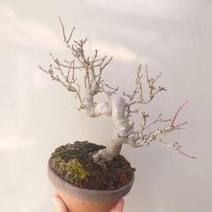 盆栽素材　真柏2 成長中♥ 盆栽 真柏 素材2 (税込) - メルカリ