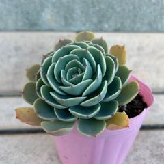 多肉植物 七福神③ 子株付き 抜き苗 - メルカリ