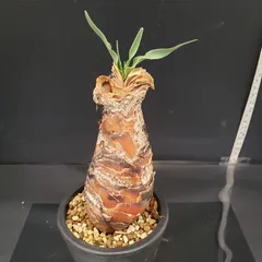 2026年最新】ブーファン ディスティチャの人気アイテム - メルカリ