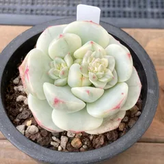 【新入荷｜送料込】セデベリア　韓国苗　バニラビズ錦（Sedeveria Pudgy）　多肉植物｜ポコ多肉　p_3604