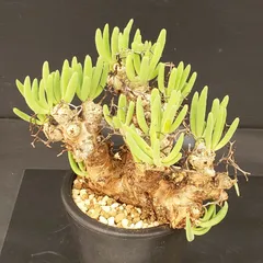 2026年最新】万物想の人気アイテム - メルカリ