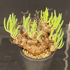 2026年最新】万物想の人気アイテム - メルカリ