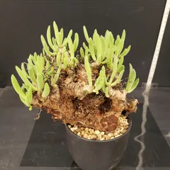 2026年最新】万物想の人気アイテム - メルカリ