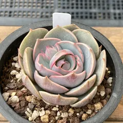 【新入荷｜送料込】エケベリア　韓国苗　トップピンク（Echeveria Top Pink）　多肉植物｜ポコ多肉　p_3605