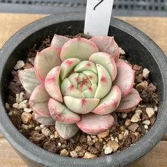 【新入荷｜送料込】エケベリア　韓国苗　ベンバディス錦（Echeveria Ben Badis）多肉植物｜ポコ多肉　p_3609