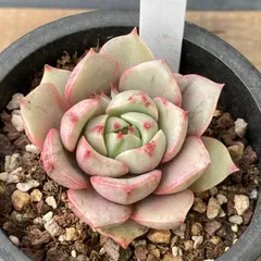 【新入荷｜送料込】エケベリア　韓国苗　ベンバディス錦（Echeveria Ben Badis）多肉植物｜ポコ多肉　p_3610